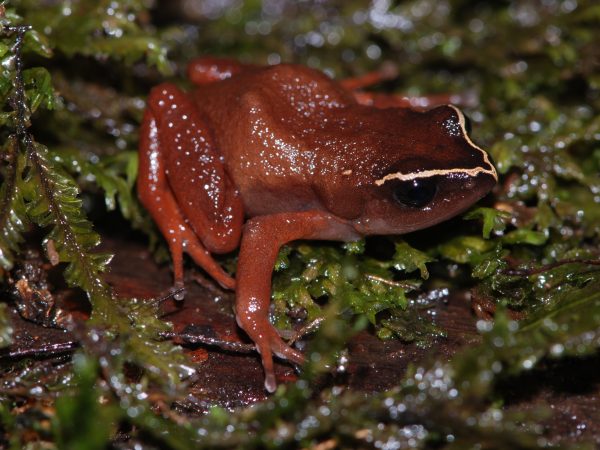 Red frog