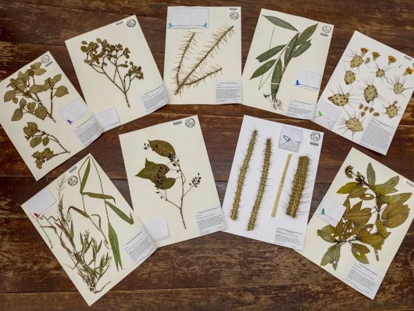 Herbarium specimens on a table.