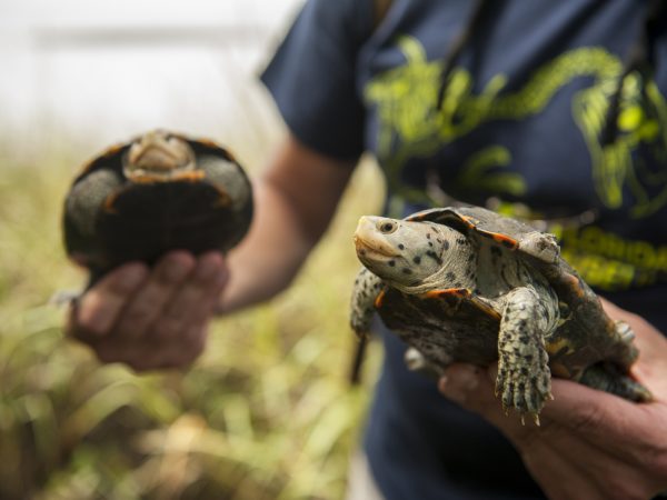 two Diamondback Terrapin turtles
