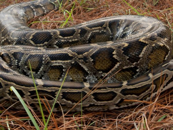 python in pine needles