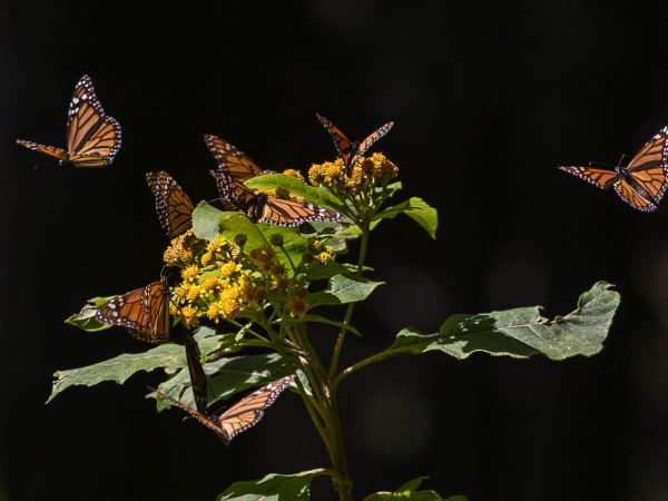 Monarch butterflies on flowering plant
