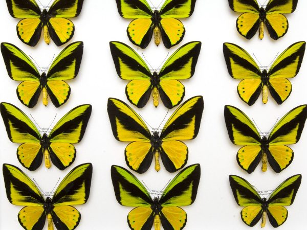 green and yellow butterflies