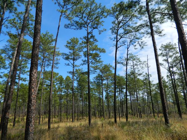 Photo couresy of Dani Tinker, CC BY-NC 2.0 Ocala National Forest