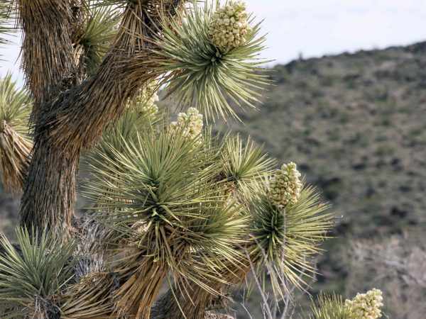Joshua tree close up showing flower stalk