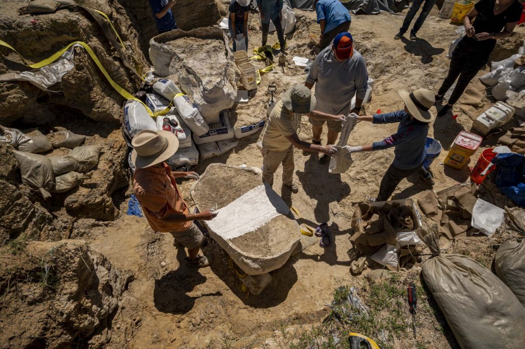 People cover a large fossil in plaster