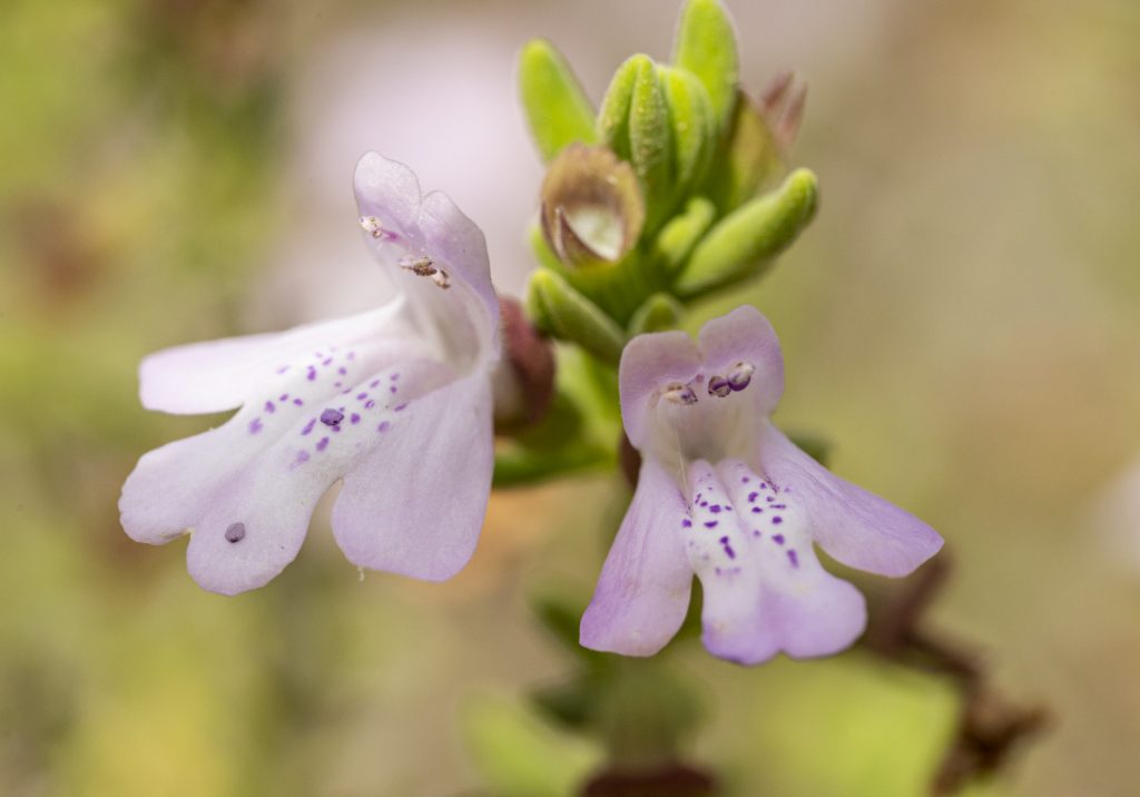 Purple flowers and green leaves. The flowers have small upper petals and longer lower petals. The center of the lower petals are a paler purple with dark purple spots.