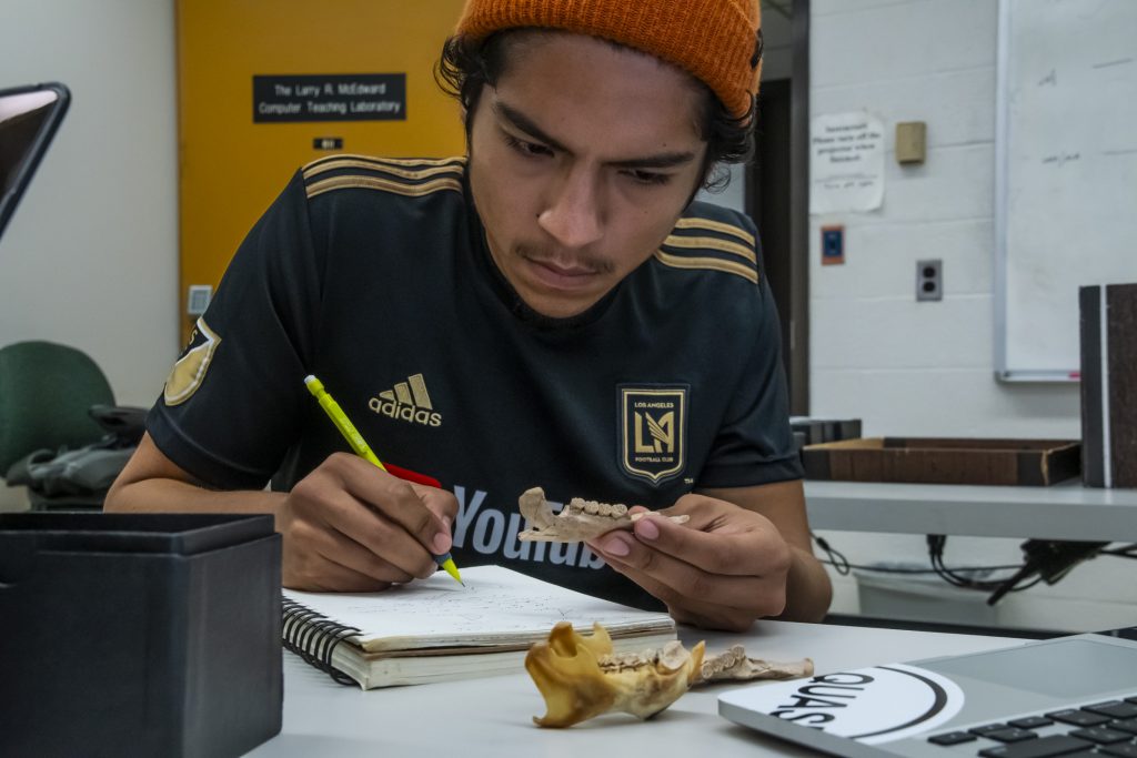 Person intently looks at a porcupine jaw bone they are holding while taking notes.