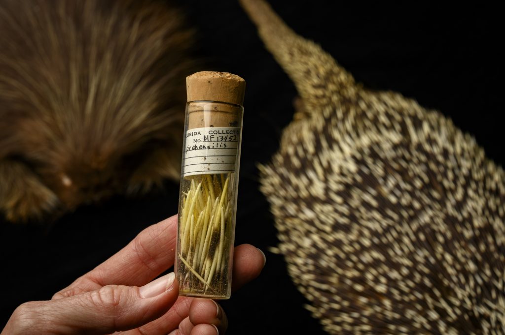 Person holding labeled jar full of porcupine quills with two porcupine museum specimens in the background.