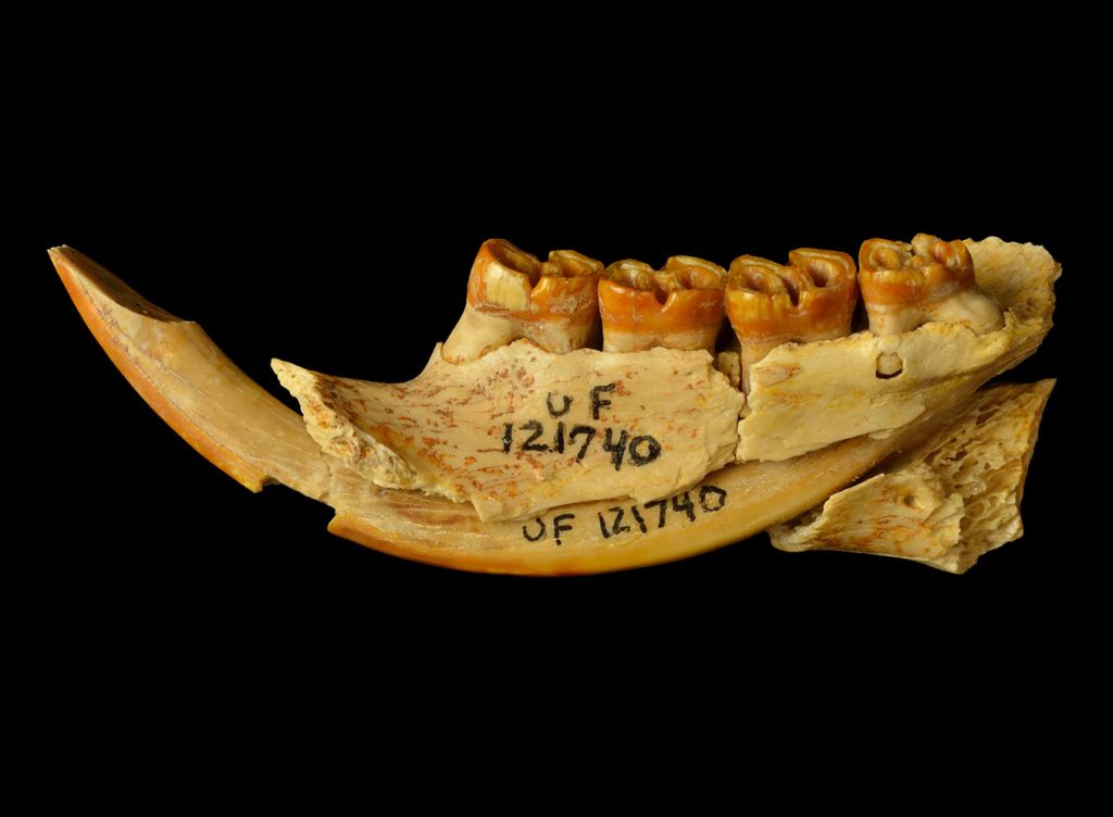 Fossil of a lower porcupine jaw, with teeth and museum labeling.