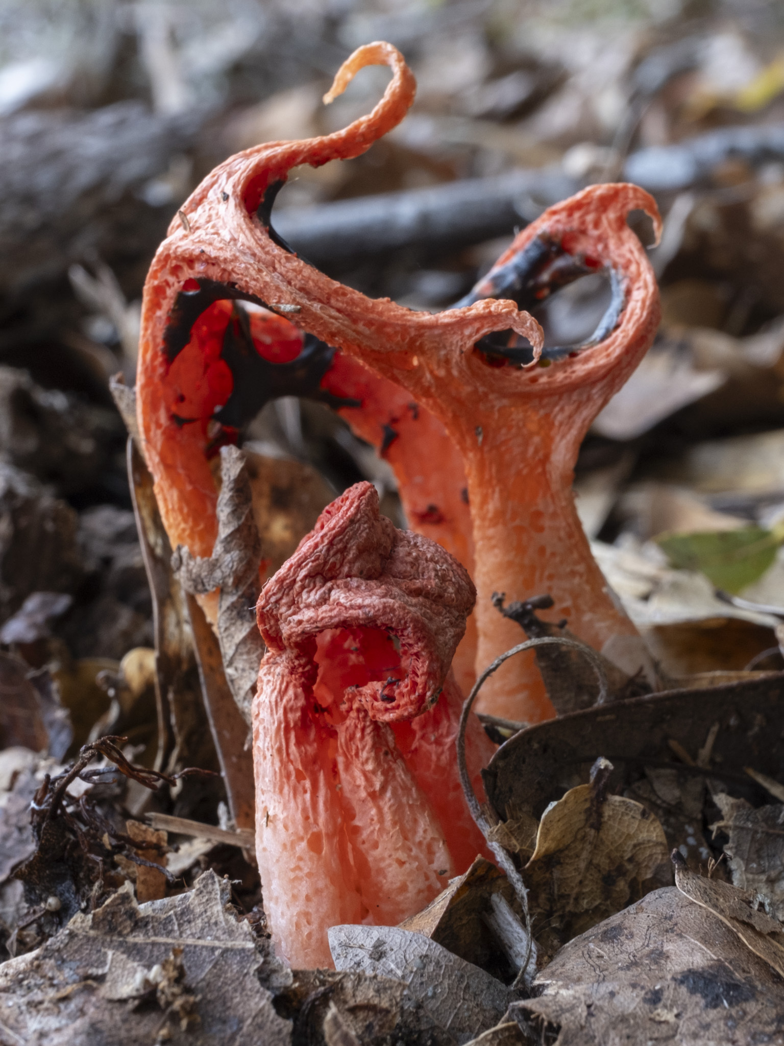 Mushroom growing in the wild.