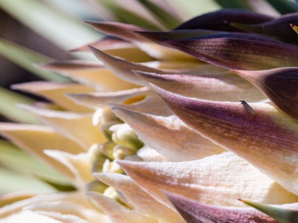 Moth resting on the petals of a flower.