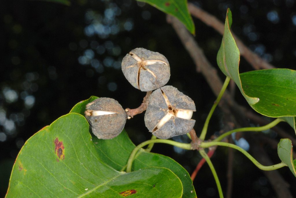 Photograph of tallow tree fruits.