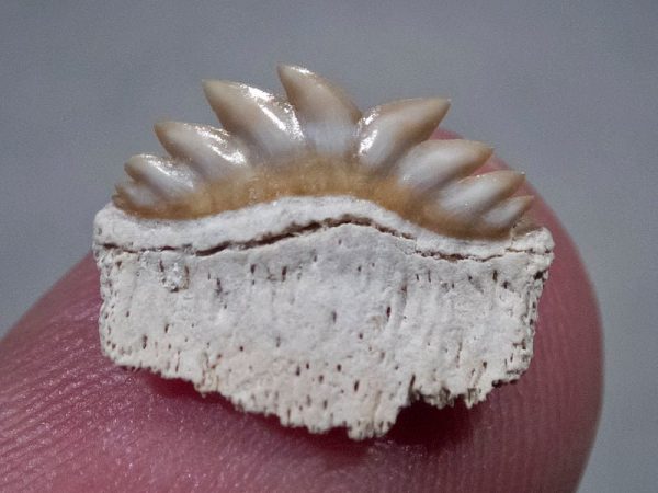tooth of an extinct sevengill shark sitting on the end of a finger
